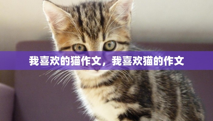 我喜欢的猫作文，我喜欢猫的作文
